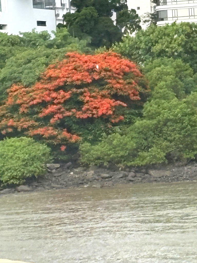 Panama tropical flamboyant tree